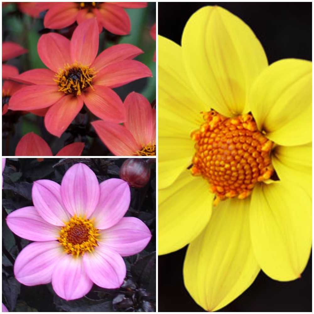 Daalia ‘Happy Days’