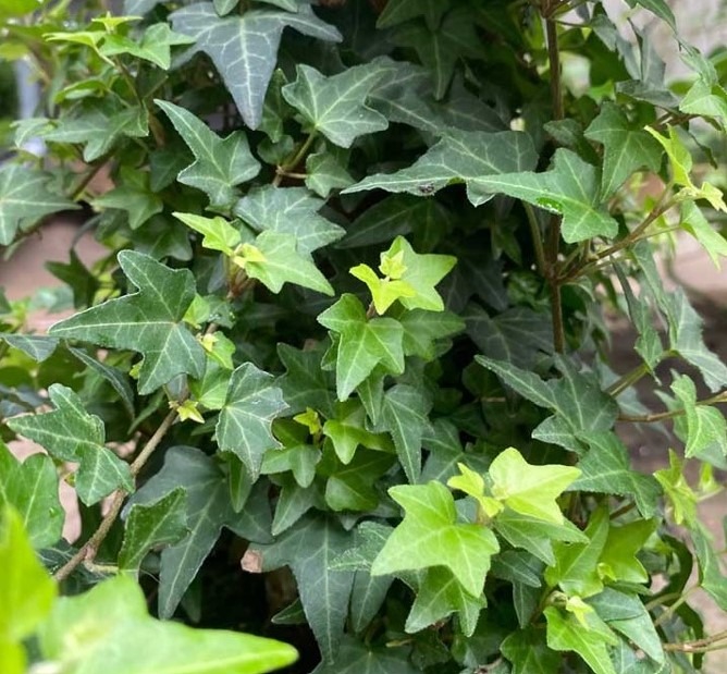 Harilik luuderohi ‘Pittsburgh’