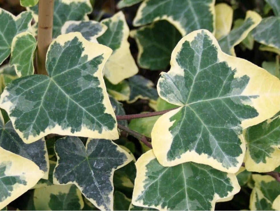 Harilik luuderohi ‘Golden Child’