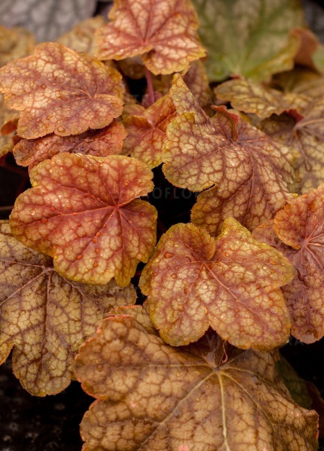 Helmikpööris ’World Caffe Arabica’, Heuchera, P13