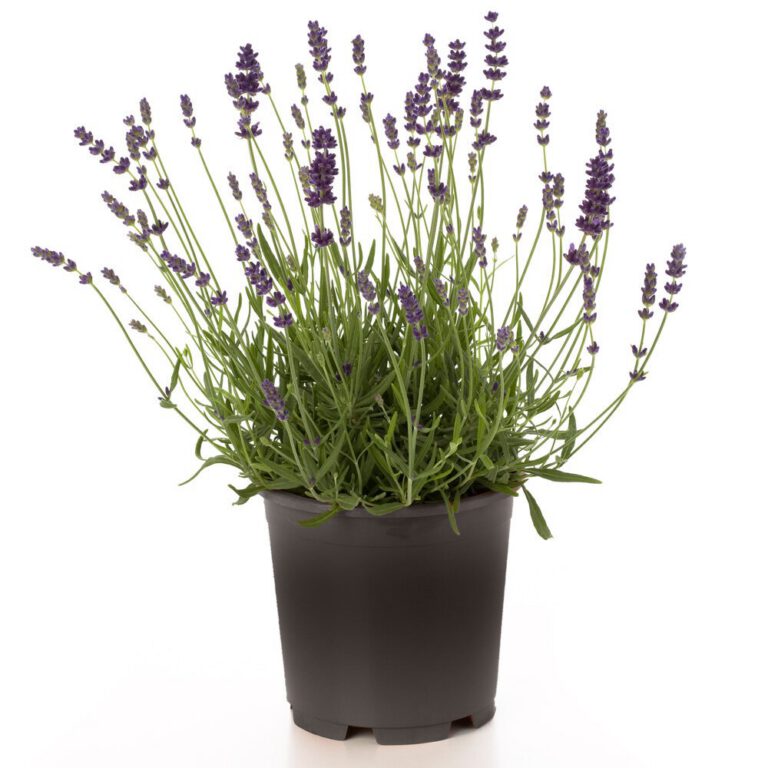 Lavendel