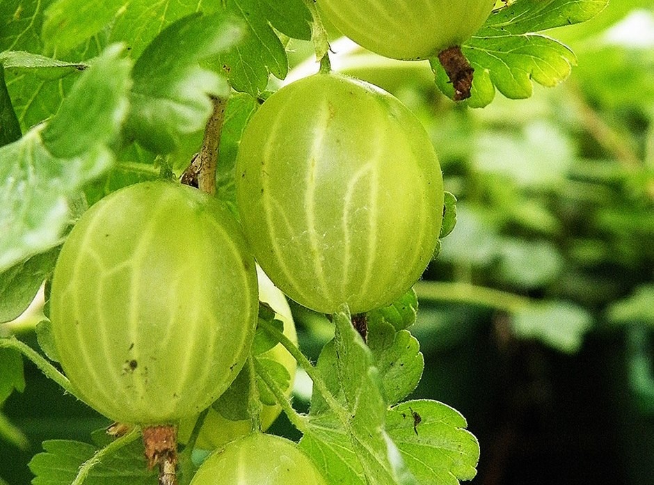 Aed-karusmari ‘Hinnonmäki Grön’