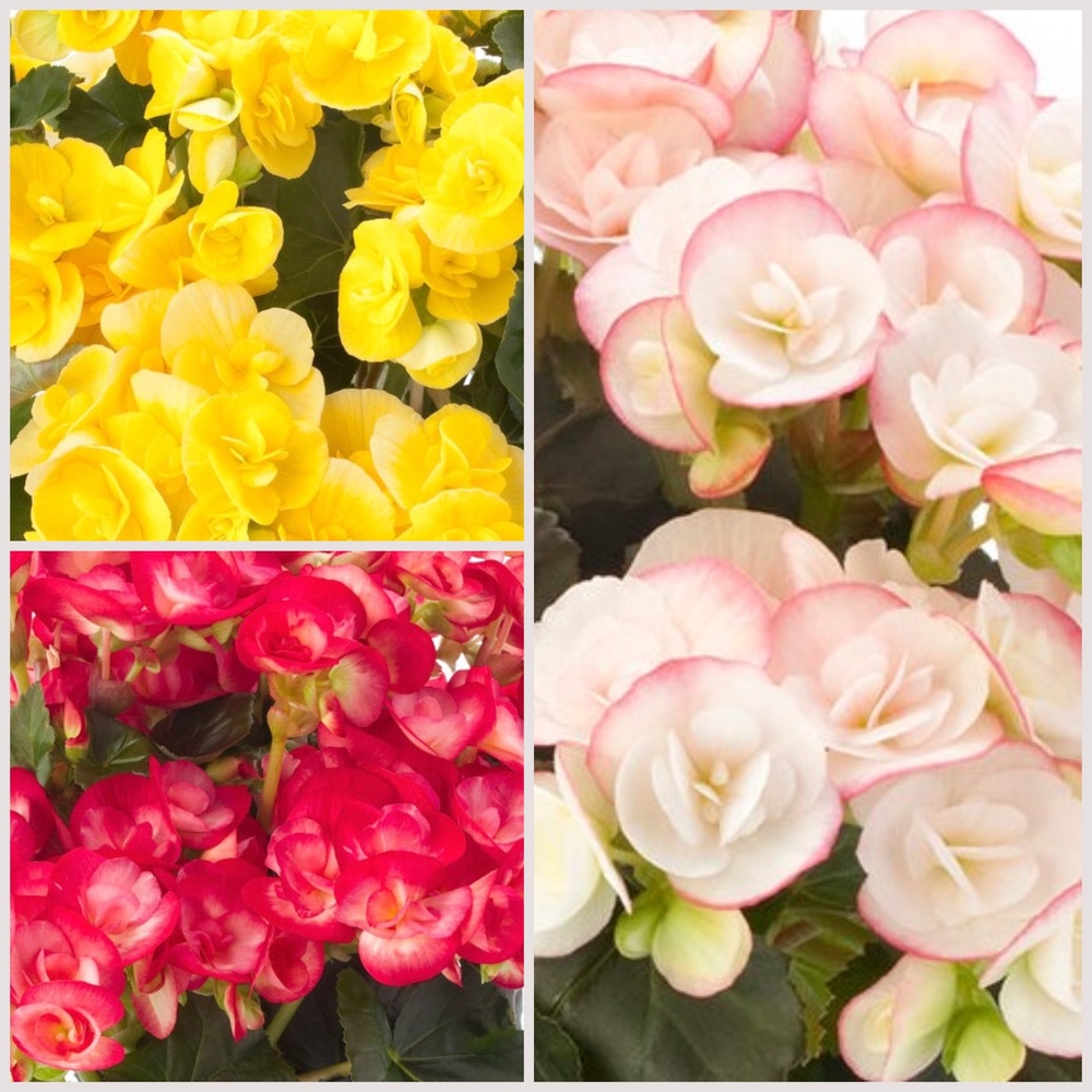 Roosbegoonia ‘Ilona’