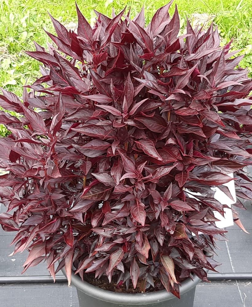 Iresiine ‘Bailly’