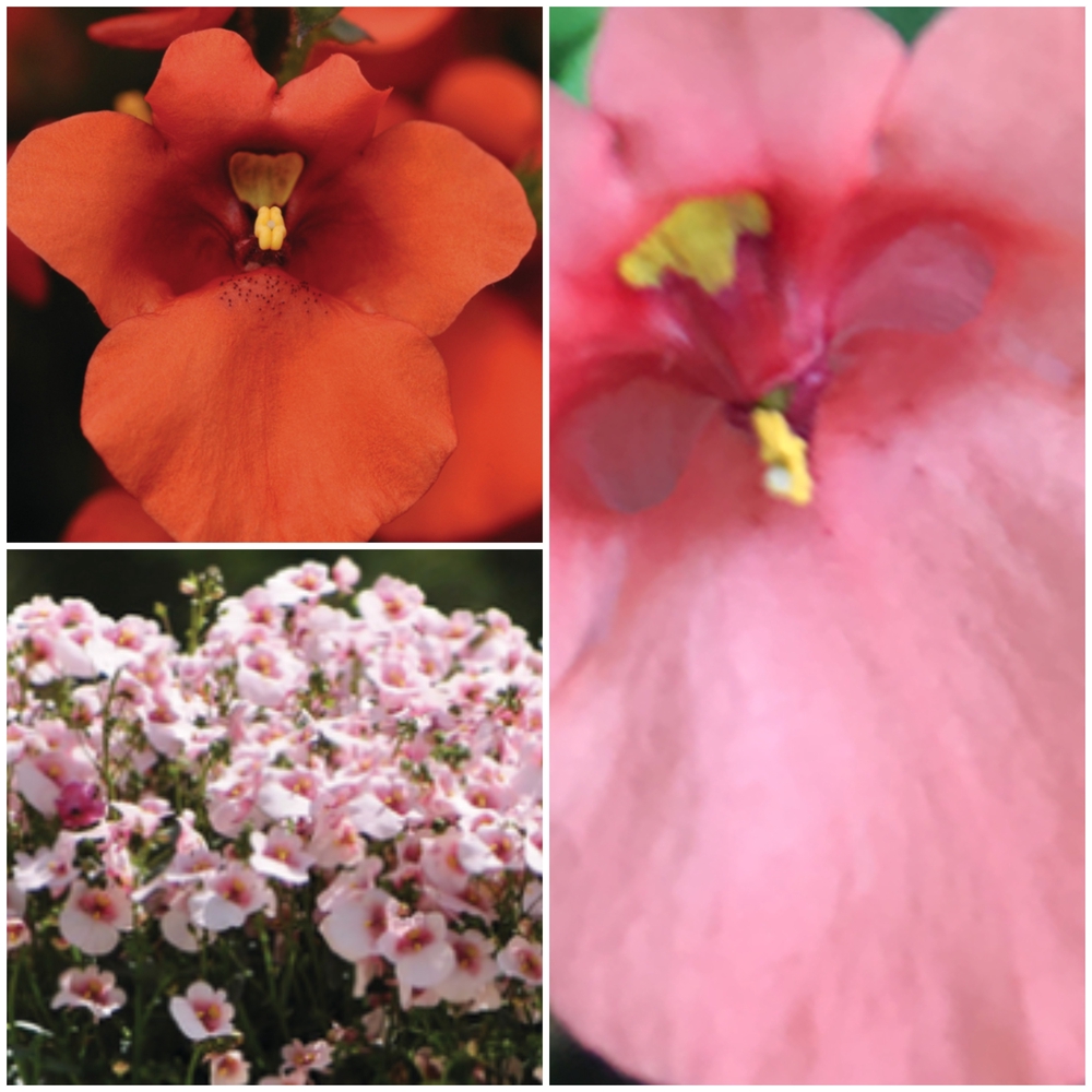 Kaksikkannus ‘Juliet’