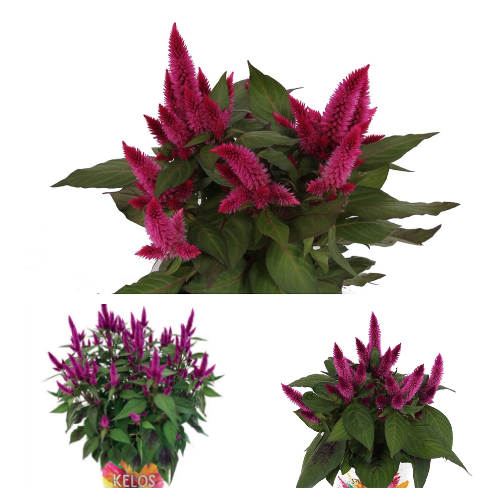 Tähk-mätashari ‘Kelos Atomic’