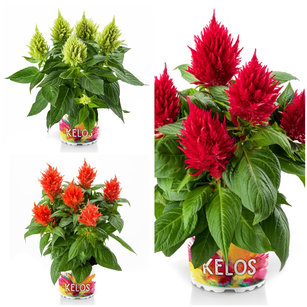 Kõrge mätashari ‘Kelos Fire’