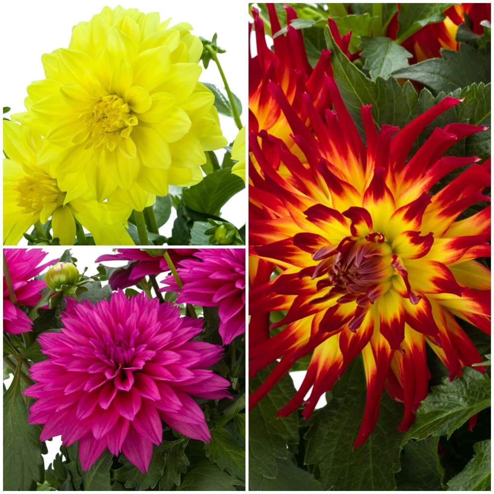 Daalia ‘Labella Maggiore’