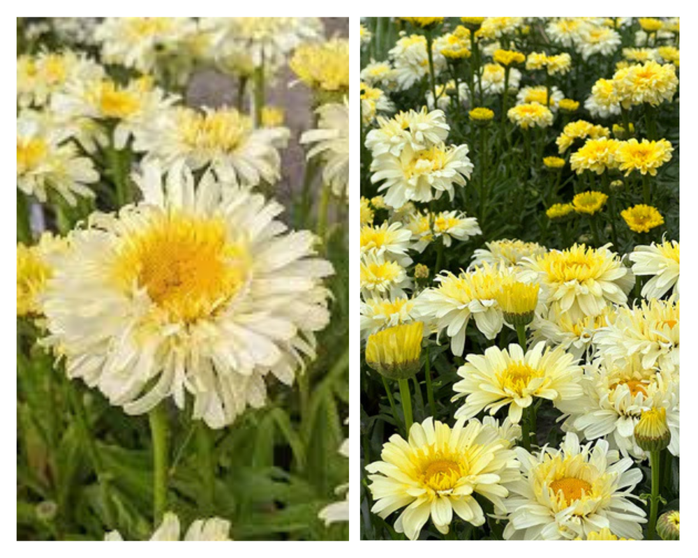 Suur härjasilm ‘Real Charmer’, Leucanthemum maximum