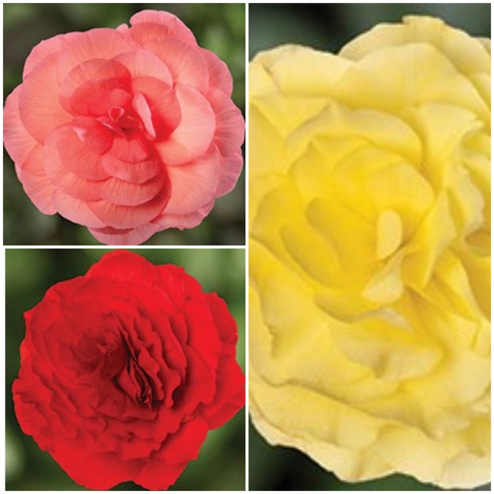 Mugulbegoonia ‘Limitless’