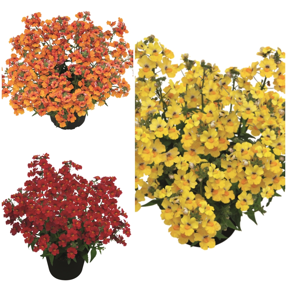 Nemeesia ‘Sunsatia Plus Compact’