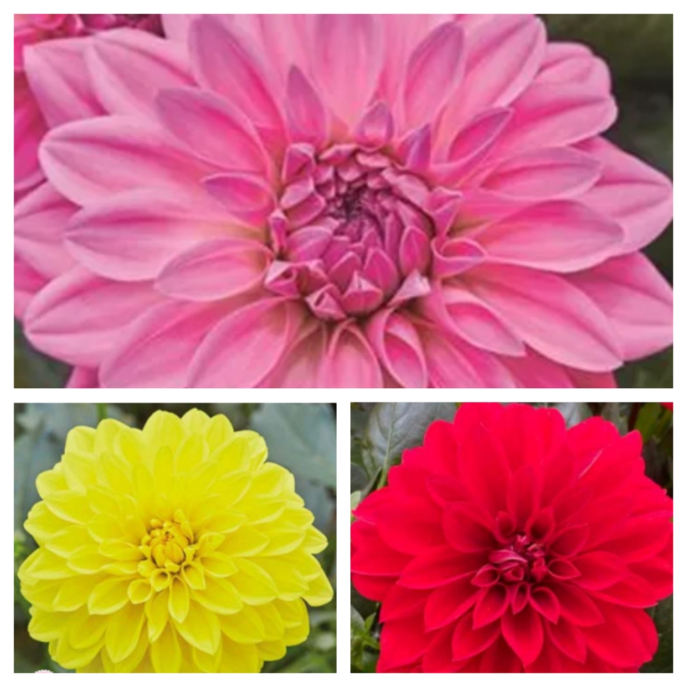 Daalia ‘Lubega XL’