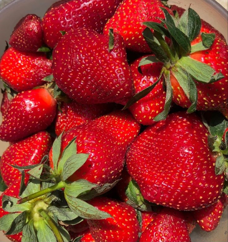 Maasika frigotaim ‘Alba’ A+ (10tk/kmpl) 2.tarne