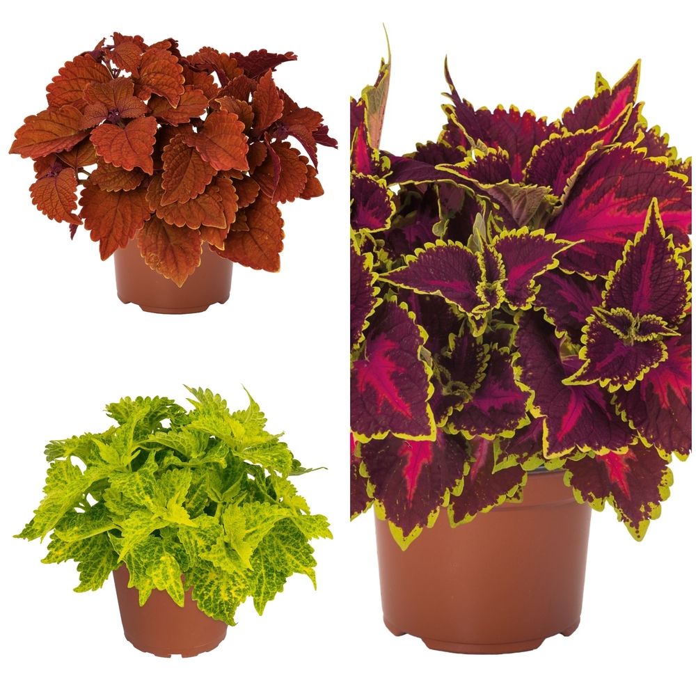 Värd-kirinõges ‘Main Street’