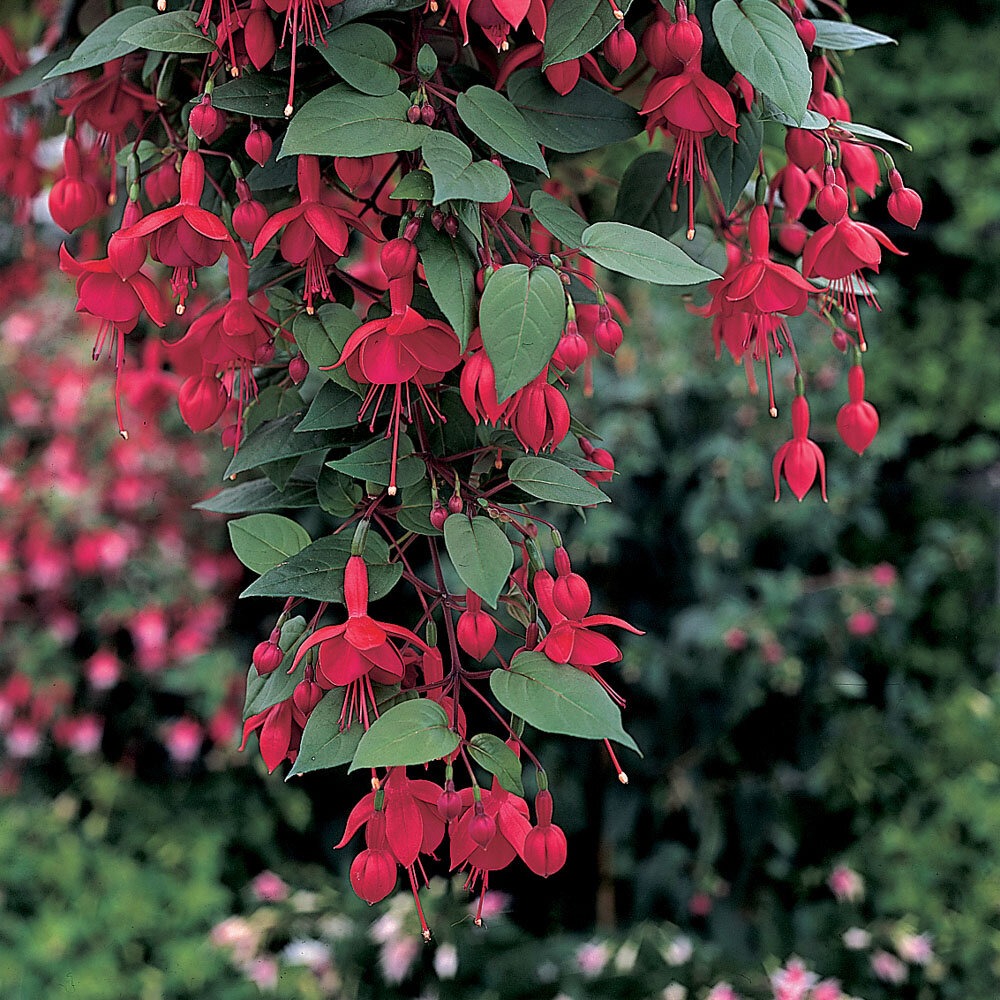 Fuksia ’Marinka’