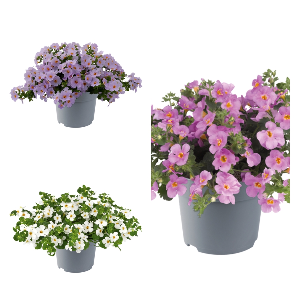 Bakopa ‘Mega Copa’