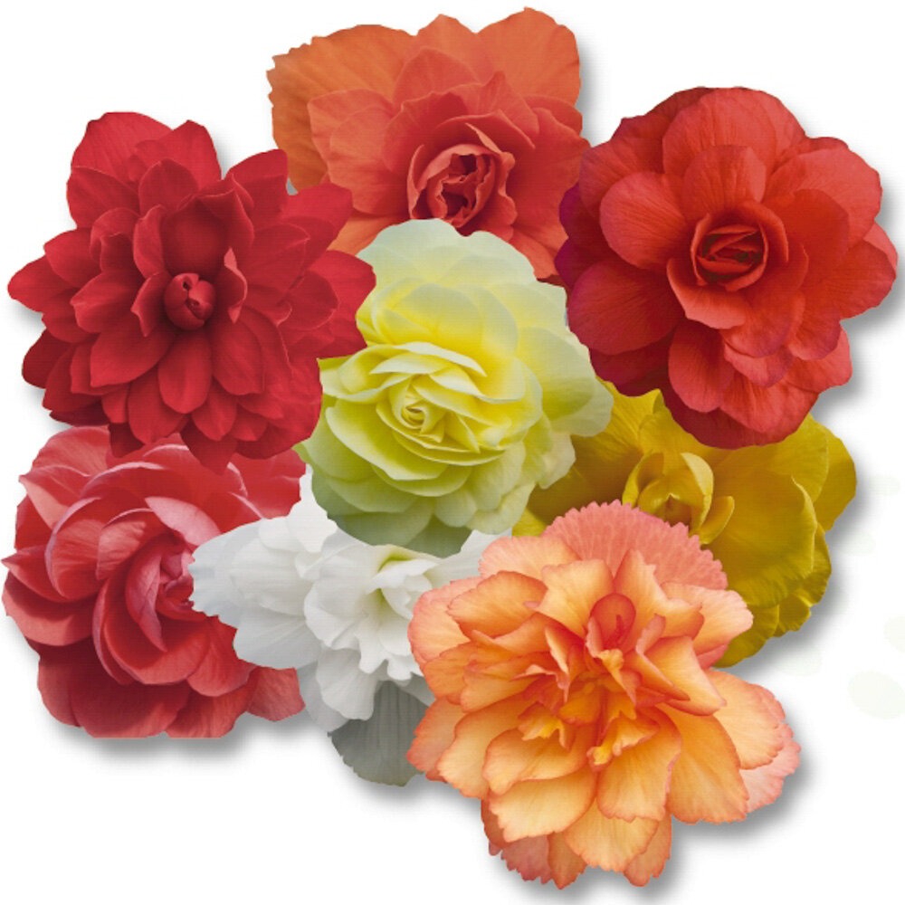 Ripp-begoonia ‘Illumination’