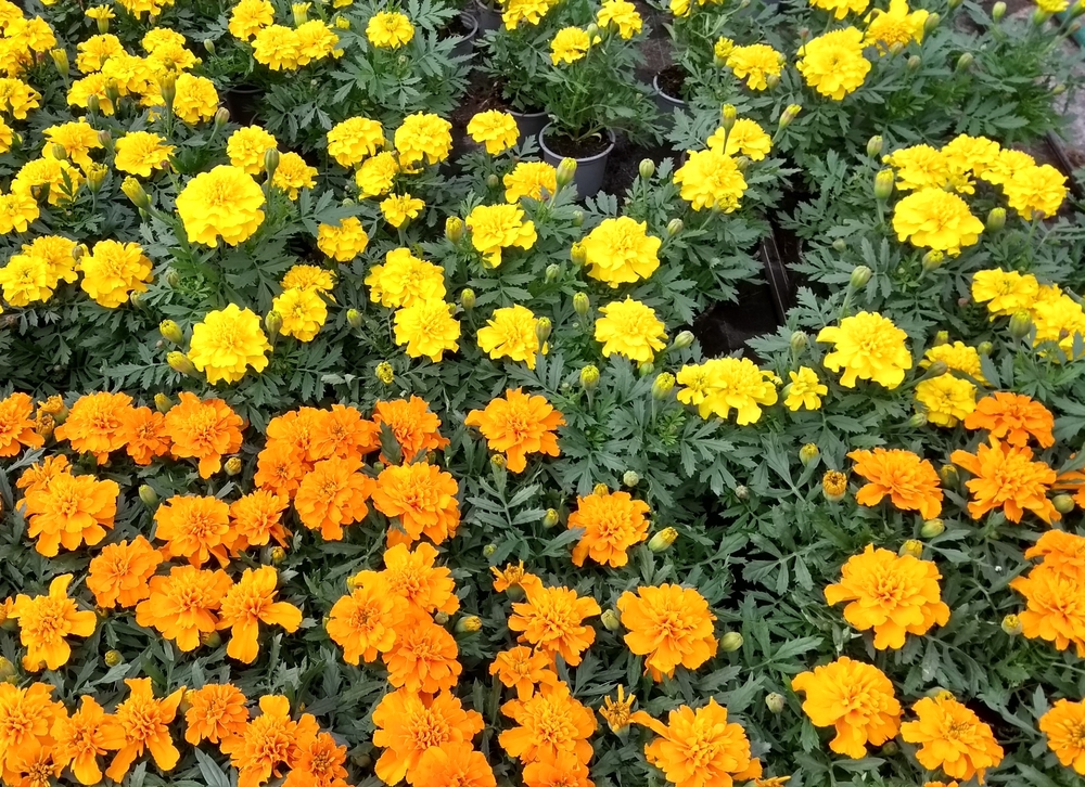 Madal peiulill ‘Bonanza’