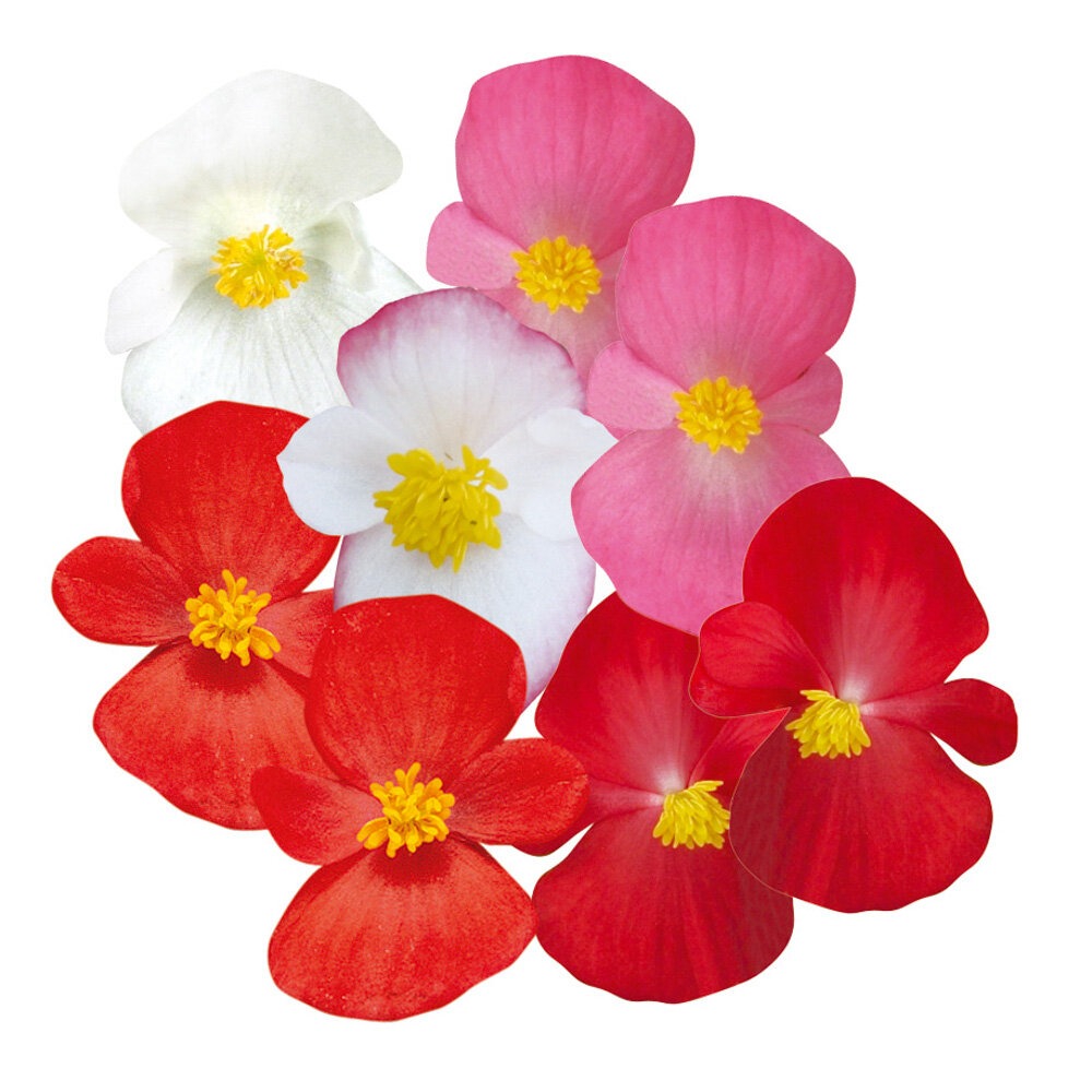 Alatiõitsev begoonia ‘Ambasador’