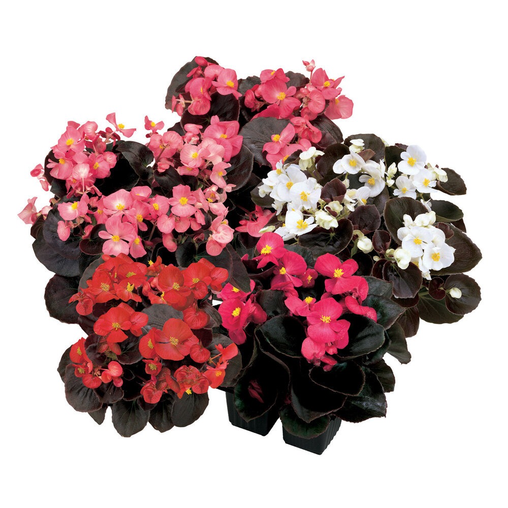 Alatiõitsev begoonia ‘Senator’