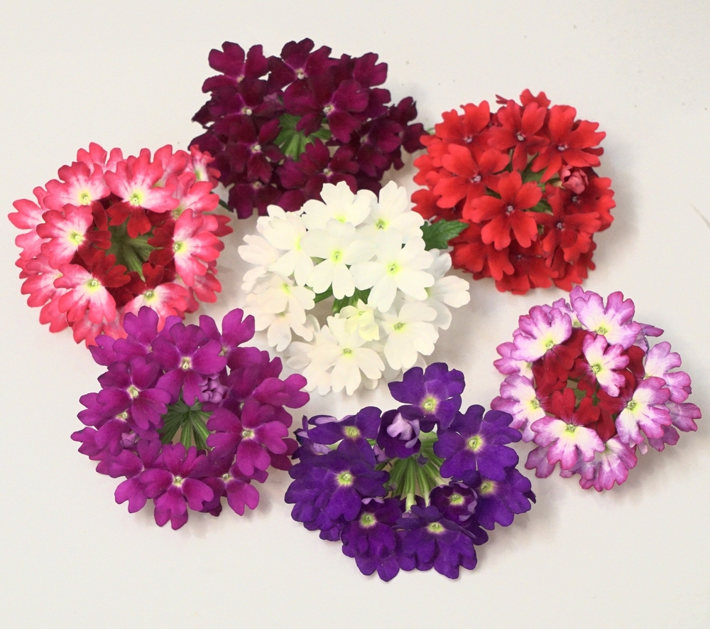 Ripp-raudürt ‘Drums’