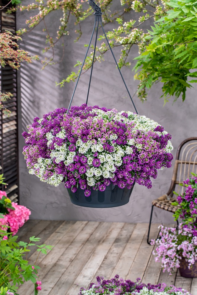 Kivikilbik MixMaster ‘Heaven Scent’