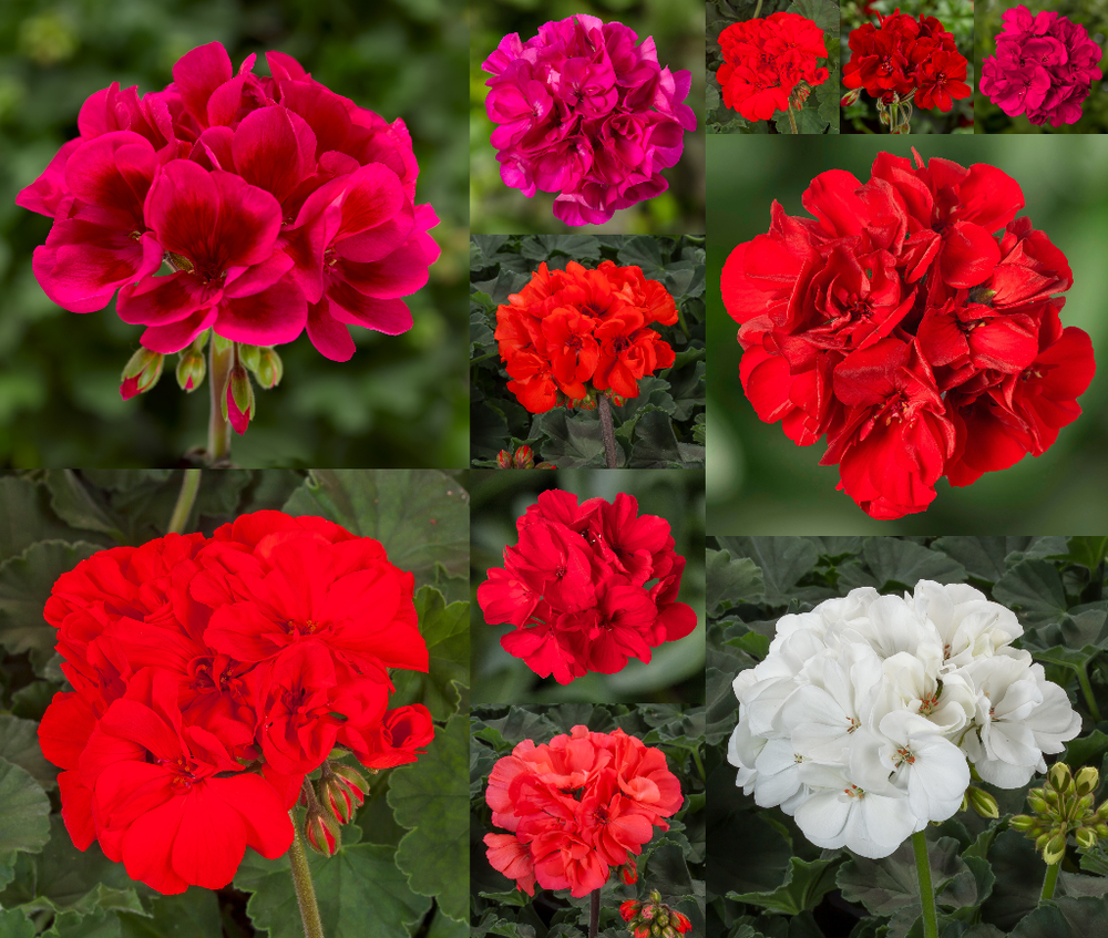 Liikidevaheline pelargoon ‘Mojo’