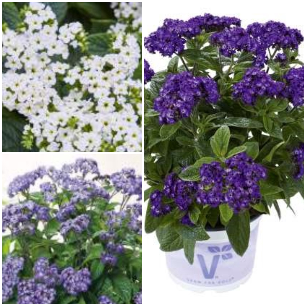 Harilik heliotroop ‘Nautilus’