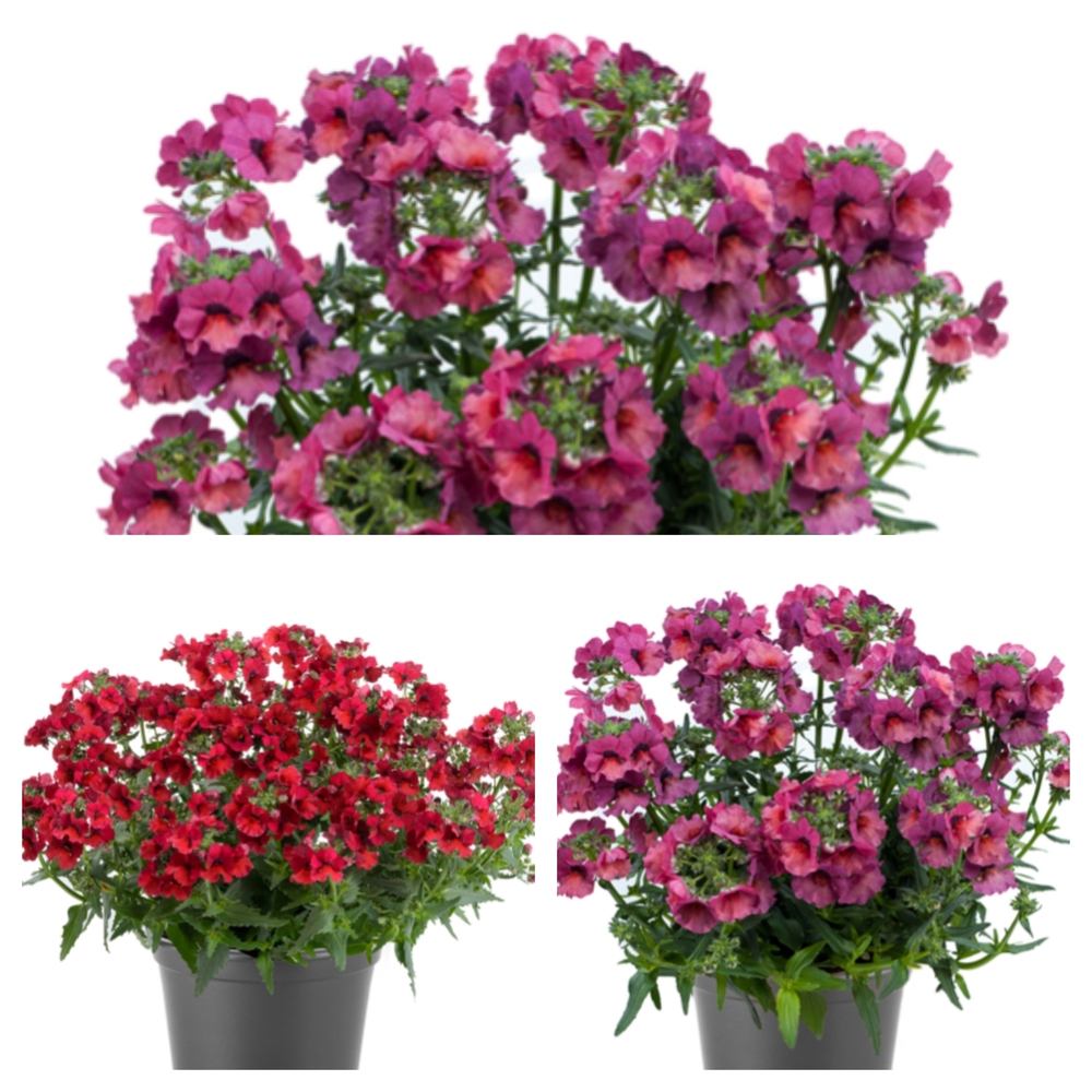 Nemeesia ‘Nesia’