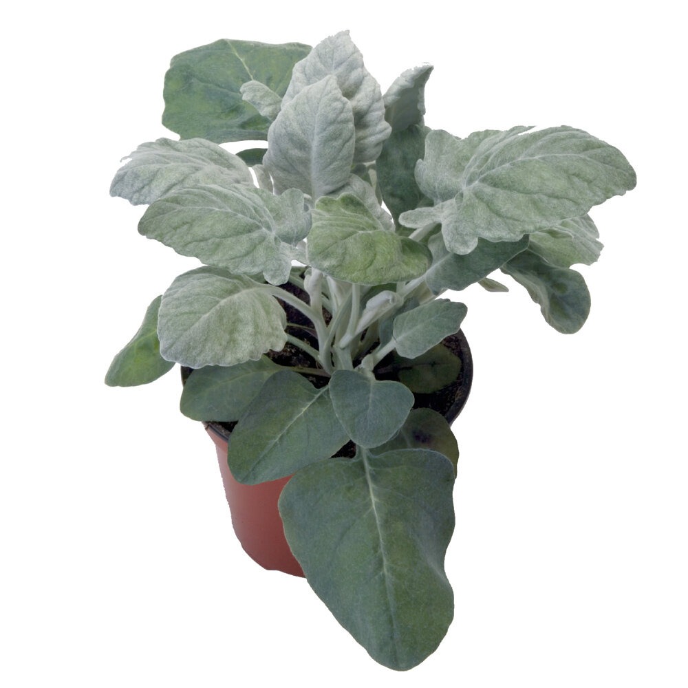 Vilt-ristirohi ‘New Look’