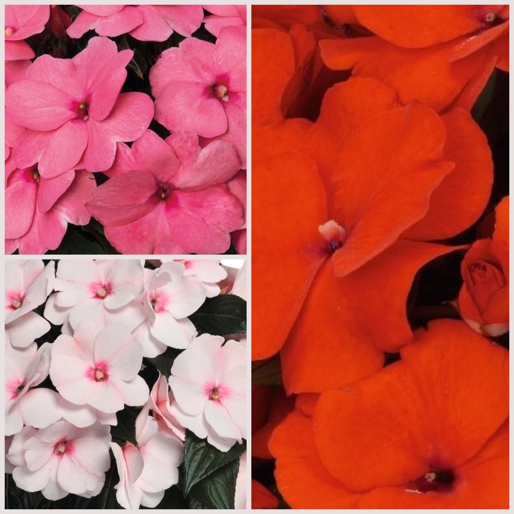 Hertsog-lemmalts ‘Magnum’