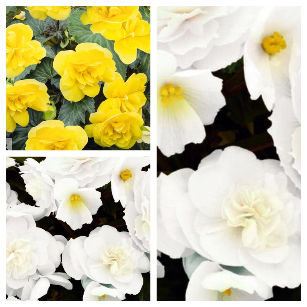 Ripp-begoonia ‘Nonstop Joy’