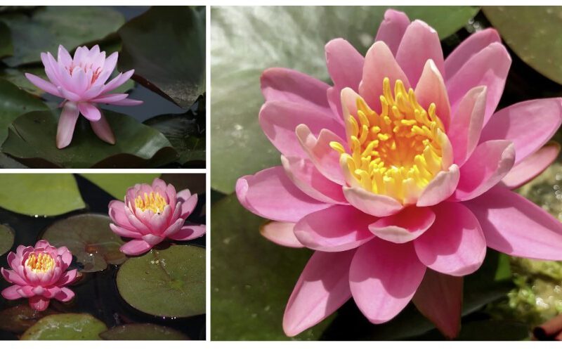 nymphaea-Firecrest