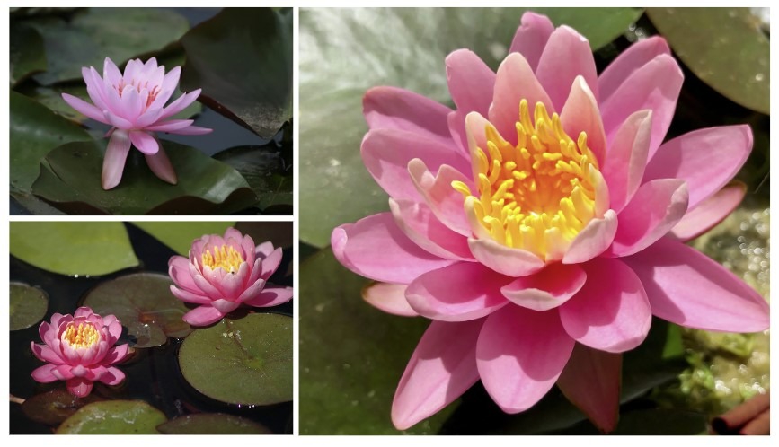 Lõhnav vesiroos ‘Firecrest’, Nymphaea