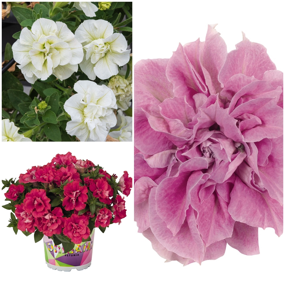 Ripp-petuunia ‘Origami’