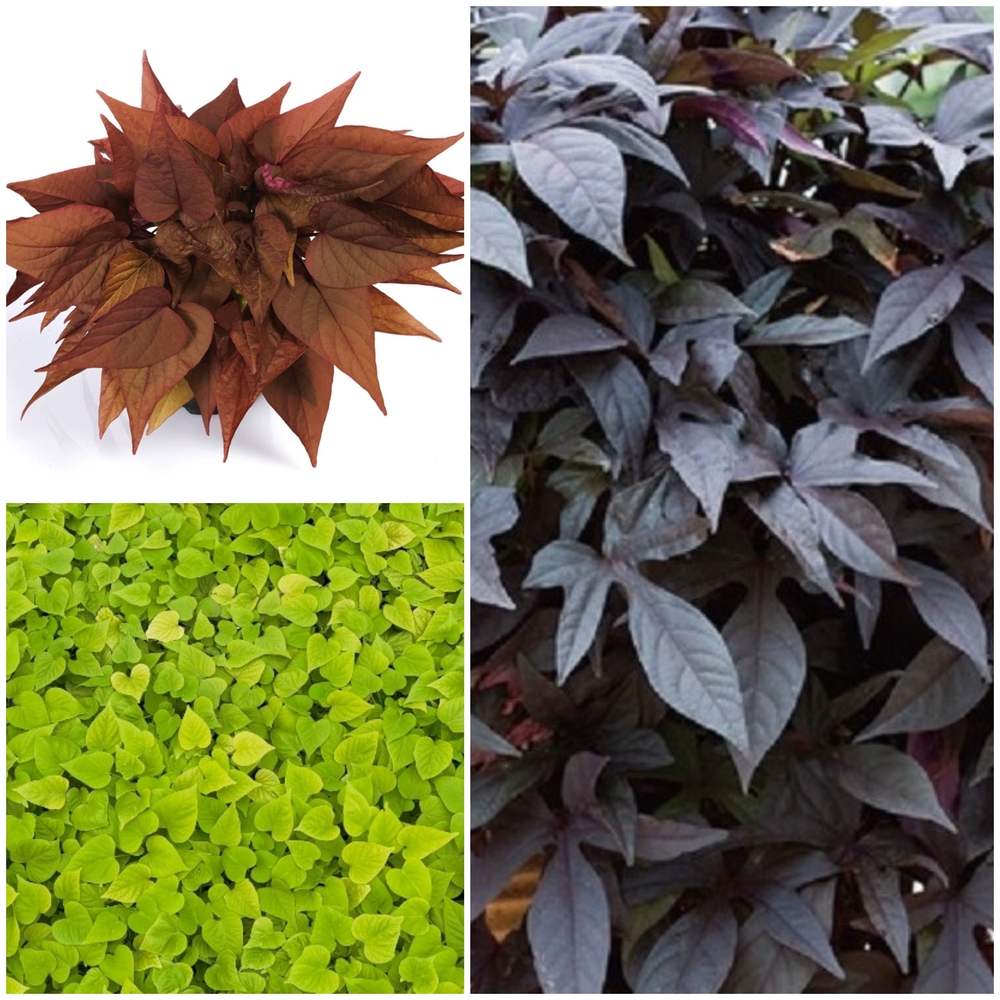 Ilubataat ‘Papas’