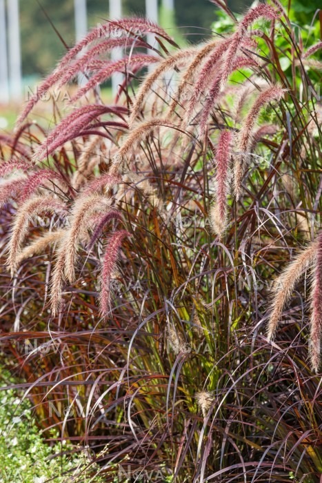 Harjas-hiidhirss Chelsea P12