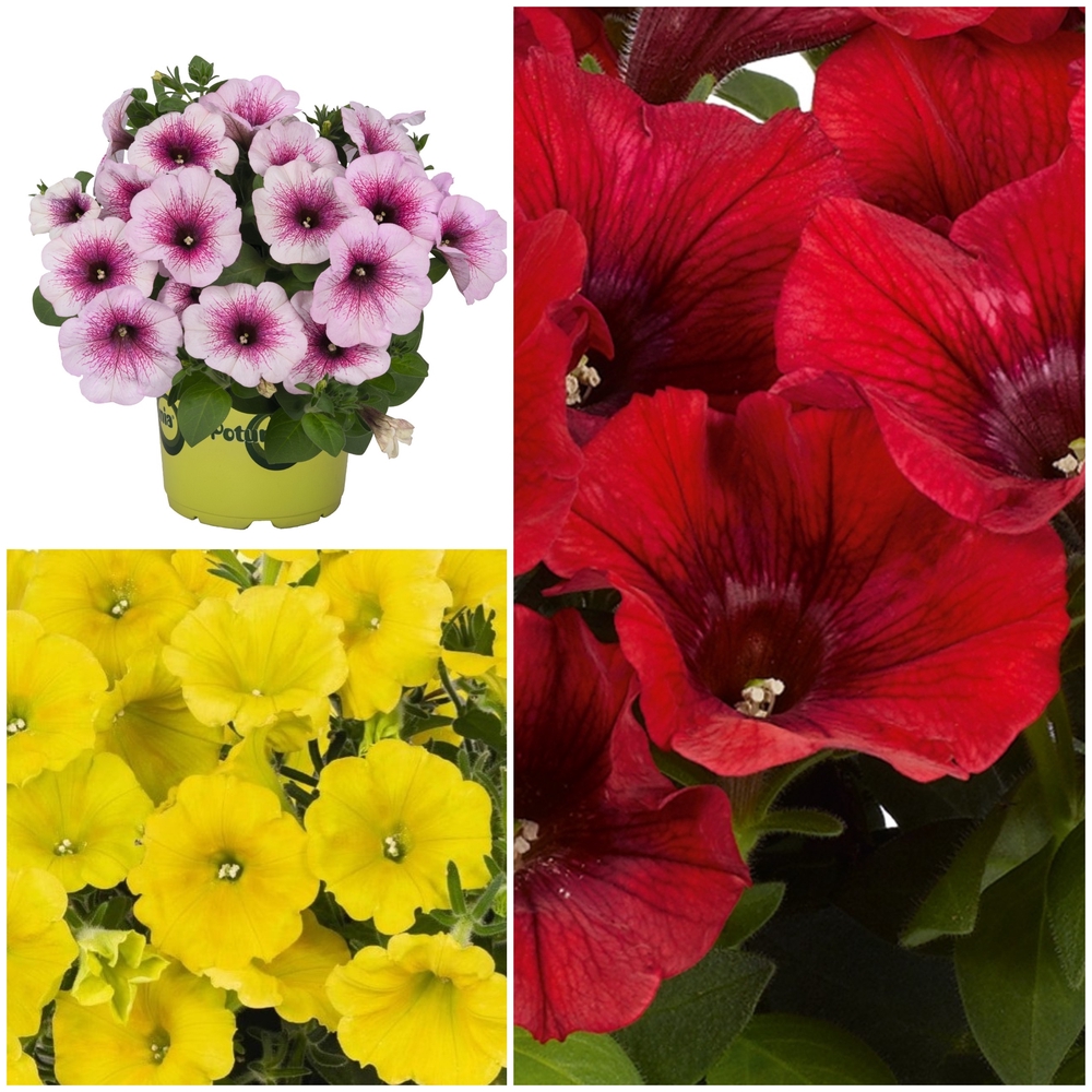 Ripp-petuunia ‘Potunia/Potunia Plus’