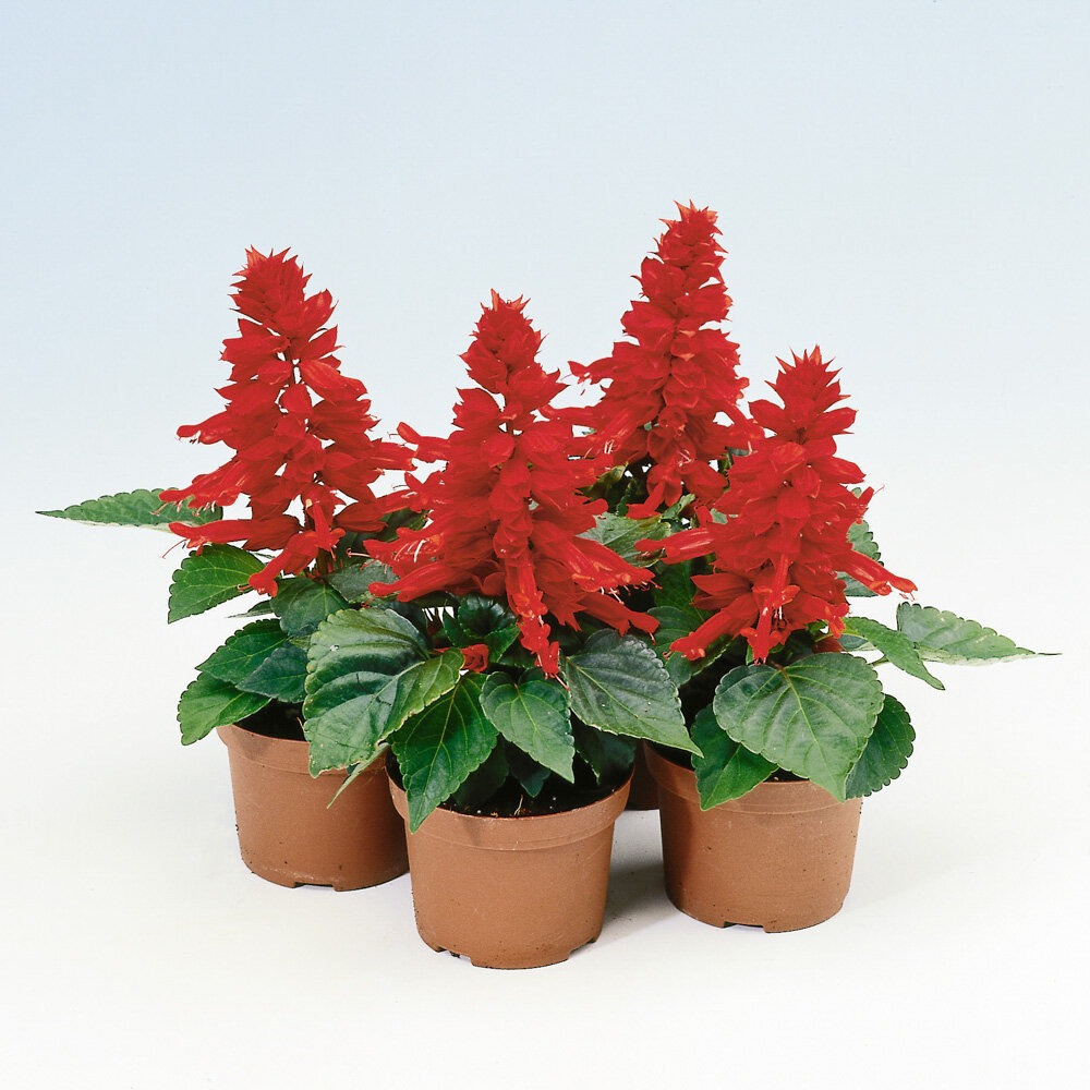 Leeksalvei ‘Reddy’