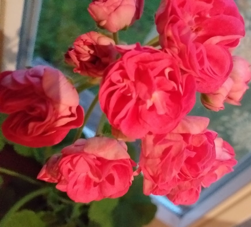 Viirpelargoon ‘Survivols Idols’