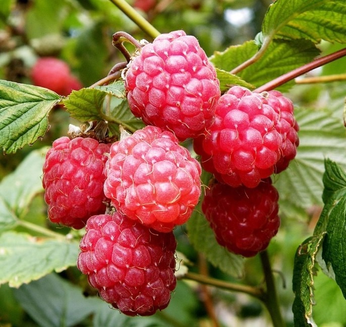 Vaarikas ‘Glen Ample’