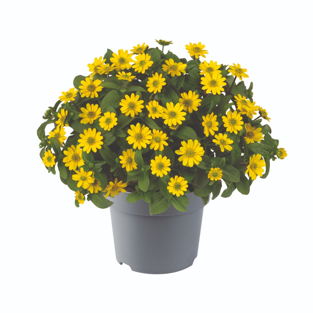 Sanvitaalia ‘Santiago’