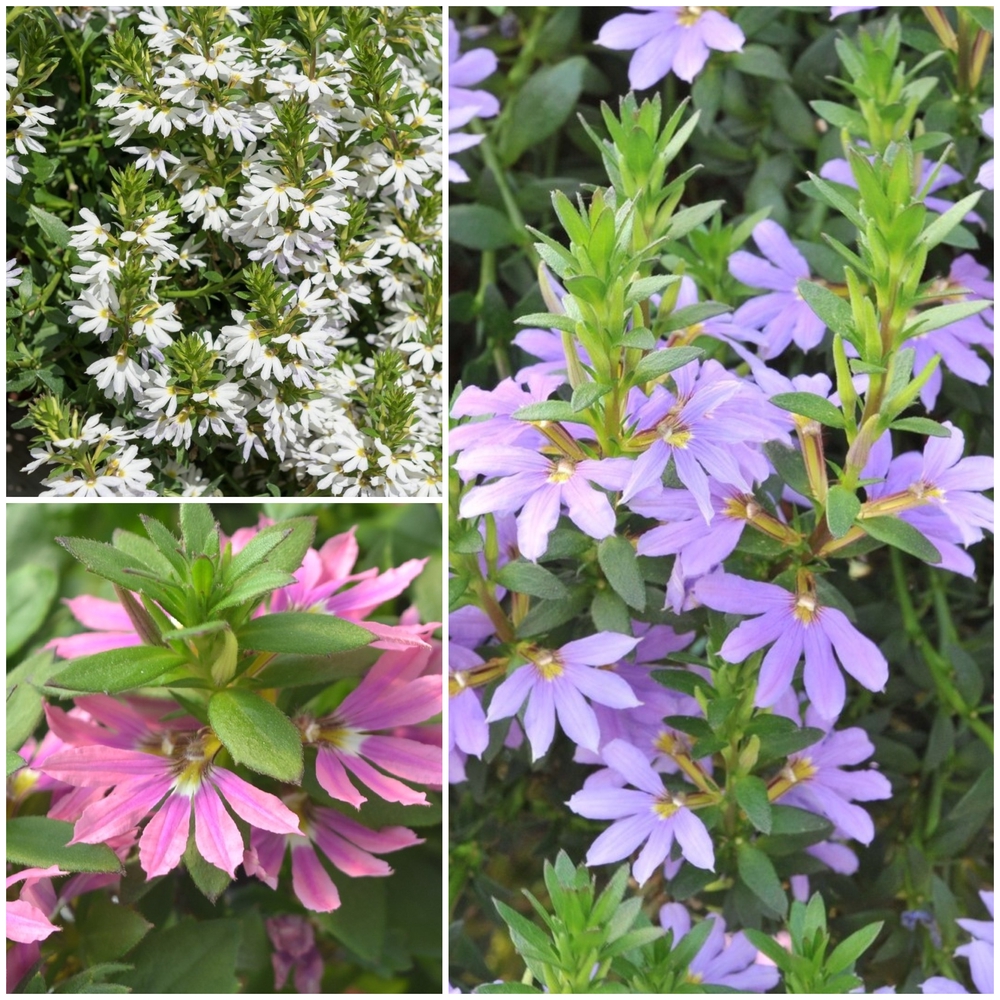 Tiiviklill ‘Scala’