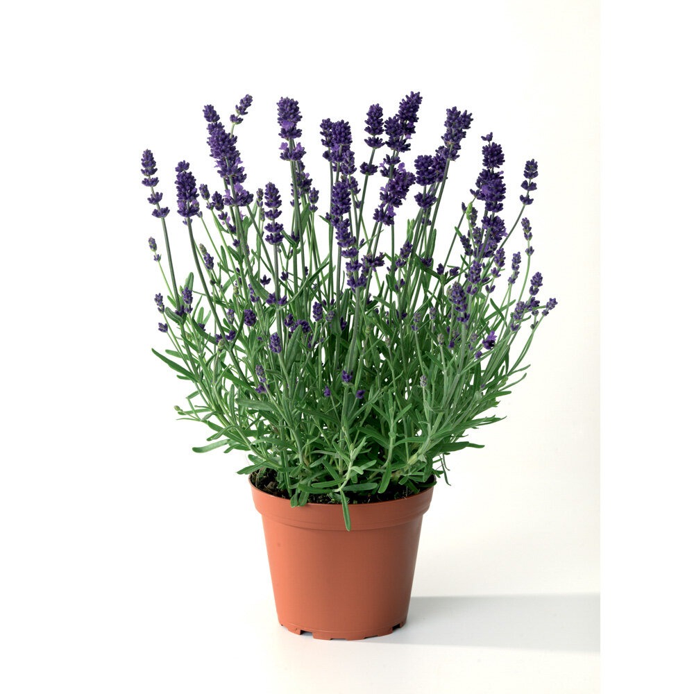 Tähklavendel ‘Blue Scent Early’