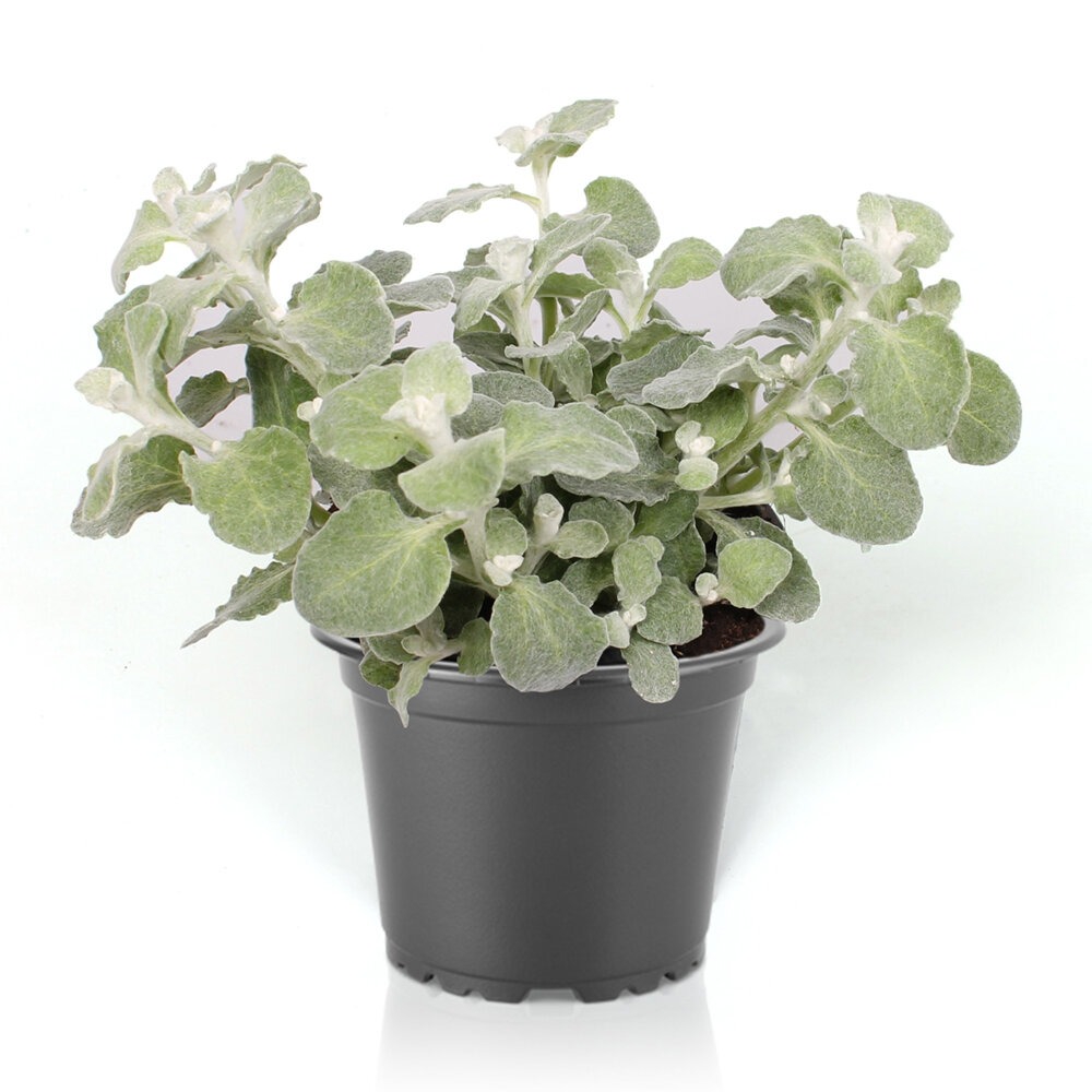 Lamav käokuld ‘Silver’