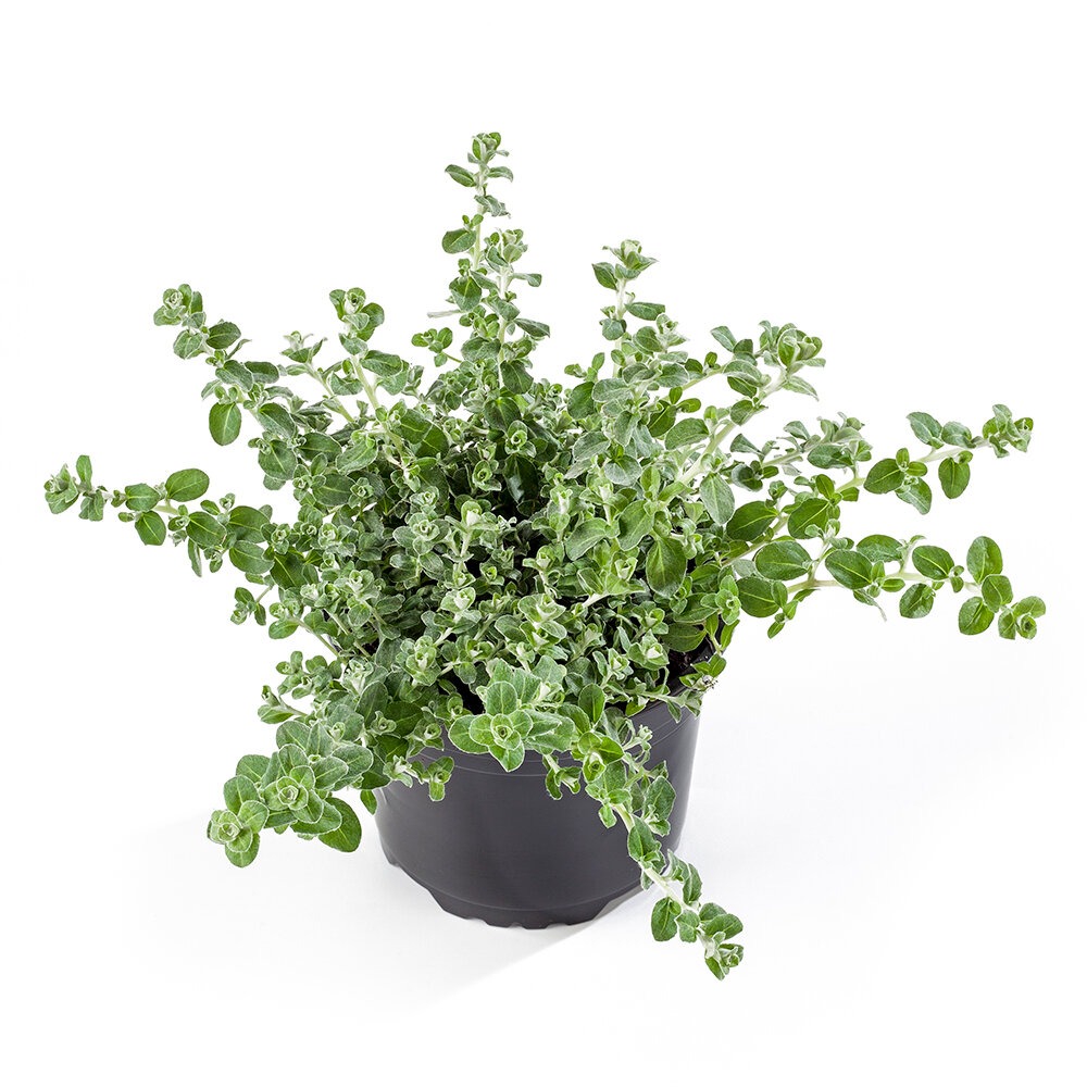 Lamav käokuld ‘Silver Mini’