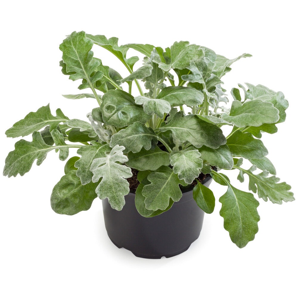 Vilt-ristirohi ‘Silverdust’