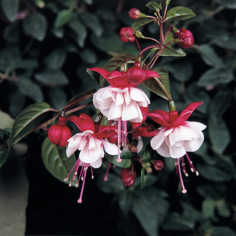 Fuksia ’Sir Matt Busby’