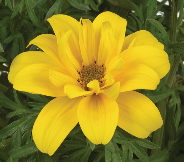 Feerulaheine ruse ‘Sixbi Gold’