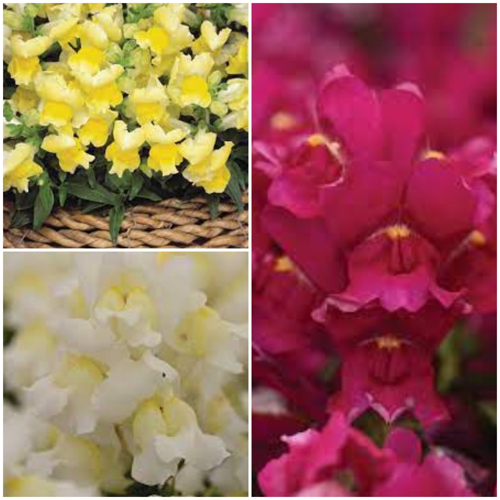 Suur lõvilõug ‘Snapshot’